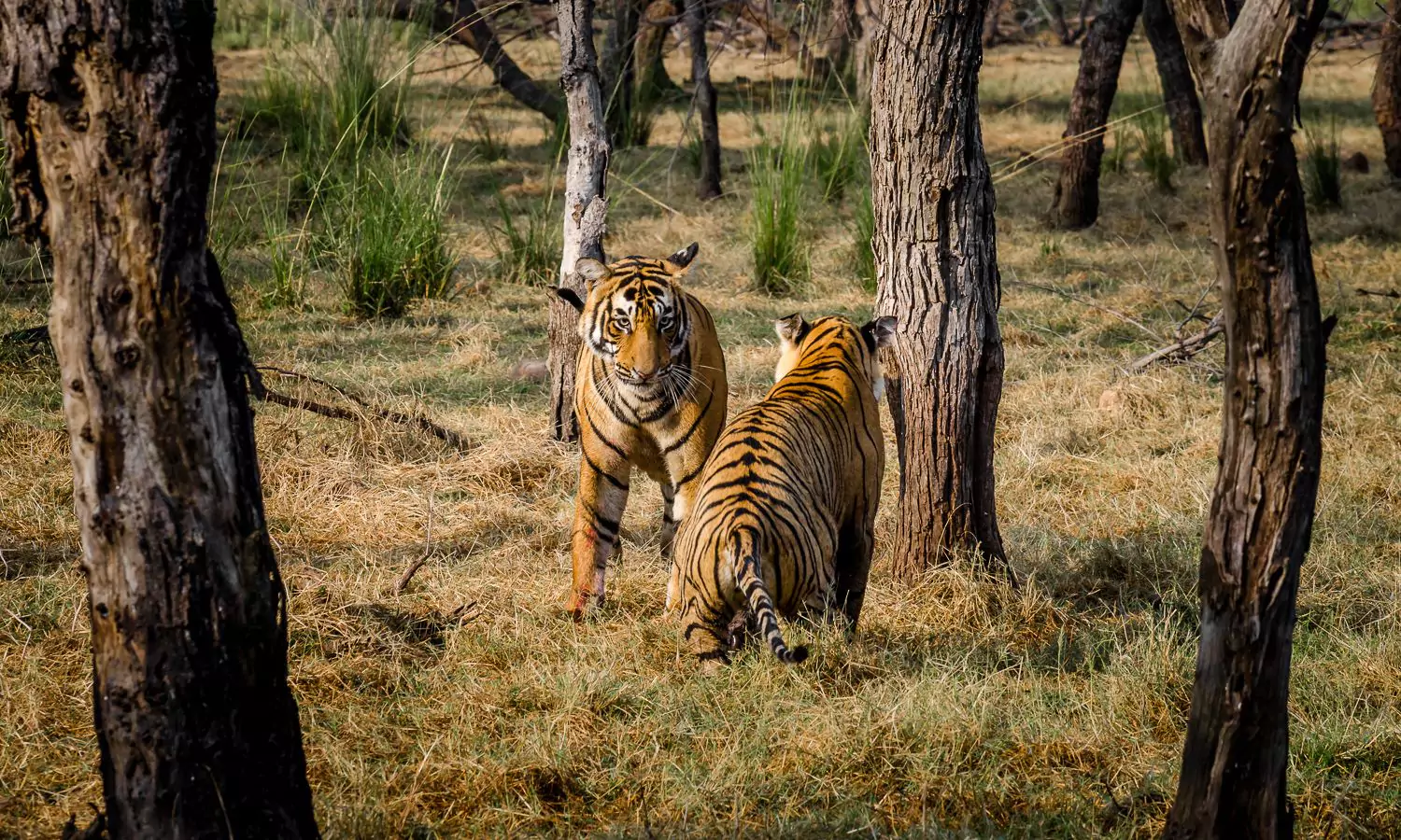 ranthambore national park
